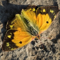 žluťásek čilimníkový - Colias crocea