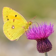 žluťásek jižní - Colias alfacariensis