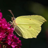 žluťásek řešetlákový - Gonepteryx...