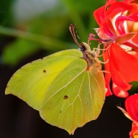 žluťásek řešetlákový - Gonepteryx...