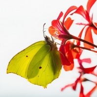 žluťásek řešetlákový - Gonepteryx...