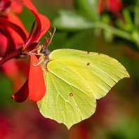 žluťásek řešetlákový - Gonepteryx...