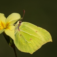 žluťásek řešetlákový - Gonepteryx...