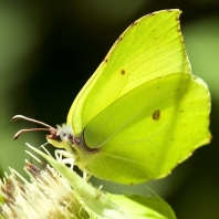 žluťásek řešetlákový - Gonepteryx rhamni