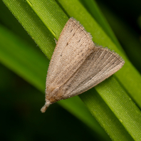 žlutavka bahenní - Macrochilo cribrumalis