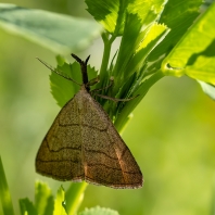 žlutavka dlouhonosá - Polypogon...