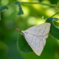 žlutavka dlouhonosá - Polypogon...