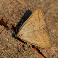 žlutavka hnědožlutá - Zanclognatha tarsipennalis
