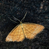 žlutokřídlec okrový - Idaea ochrata