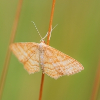žlutokřídlec okrový - Idaea ochrata