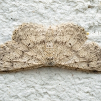 žlutokřídlec střemchový - Idaea seriata