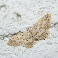 žlutokřídlec střemchový - Idaea seriata