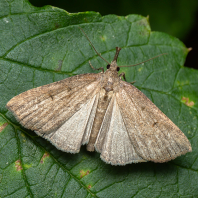 zobonosec chmelový - Hypena rostralis