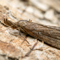 zobonosec chmelový - Hypena rostralis