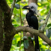 zoborožec bělovlasý - Horizocerus...