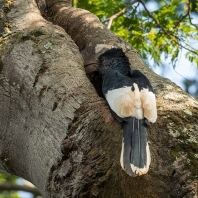 zoborožec černobílý - Bycanistes...