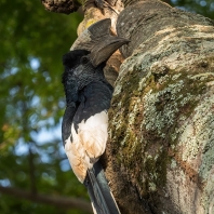 zoborožec černobílý - Bycanistes...