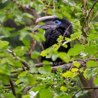 zoborožec hrubozobý - Ceratogymna atrata