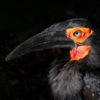zoborožec kaferský - Bucorvus leadbeateri