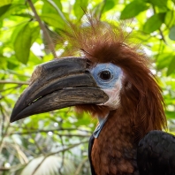 zoborožec modrohrdlý - Ceratogymna atrata