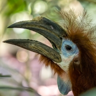 zoborožec modrohrdlý - Ceratogymna atrata