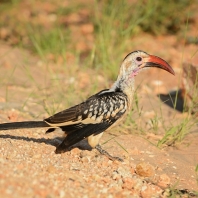 zoborožec rudozobý - Tockus erythrorhynchus