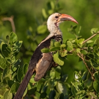 zoborožec rudozobý - Tockus erythrorhynchus