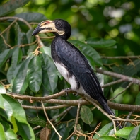 zoborožec strakatý - Lophoceros fasciatus