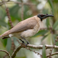 zoborožík křiklavý - Philemon corniculatus
