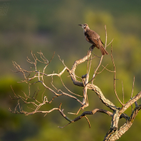 zoborožík malý - Philemon citreogularis