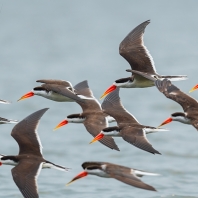 zoboun africký - Rynchops flavirostris