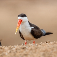 zoboun africký - Rynchops flavirostris