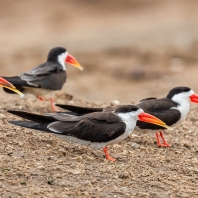 zoboun africký - Rynchops flavirostris