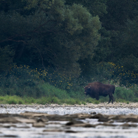 zubr evropský - Bison bonasus