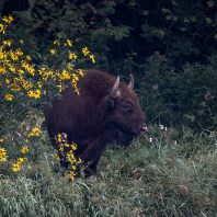 zubr evropský - Bison bonasus