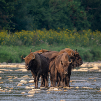 zubr evropský - Bison bonasus