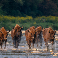 zubr evropský - Bison bonasus