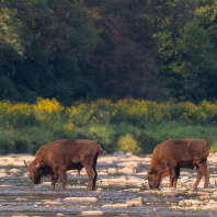 zubr evropský - Bison bonasus