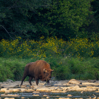 zubr evropský - Bison bonasus