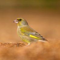 zvonek zelený - Chloris chloris