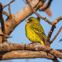 zvonohlík africký - Crithagra citrinelloides