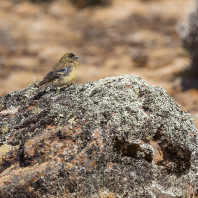 zvonohlík černohlavý - Serinus nigriceps