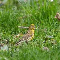 zvonohlík zahradní - Serinus serinus
